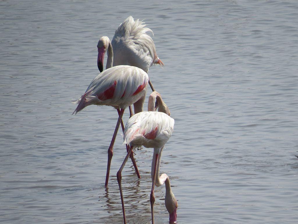 Khijadiya bird sanctuary Flamingo